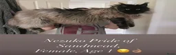 Maine Coon cats for sale: Family Raised Russian Maine Coons  - Advert 11