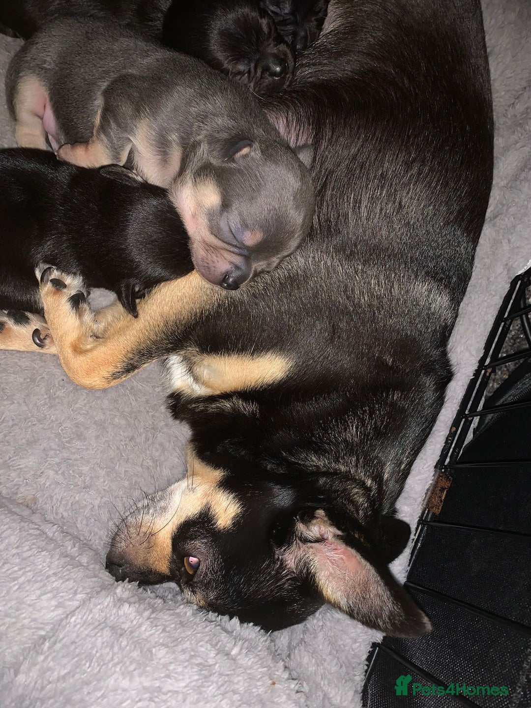 Chihuahua dogs for sale: Beautiful black & blue tri chihuahua puppies  - Advert 2