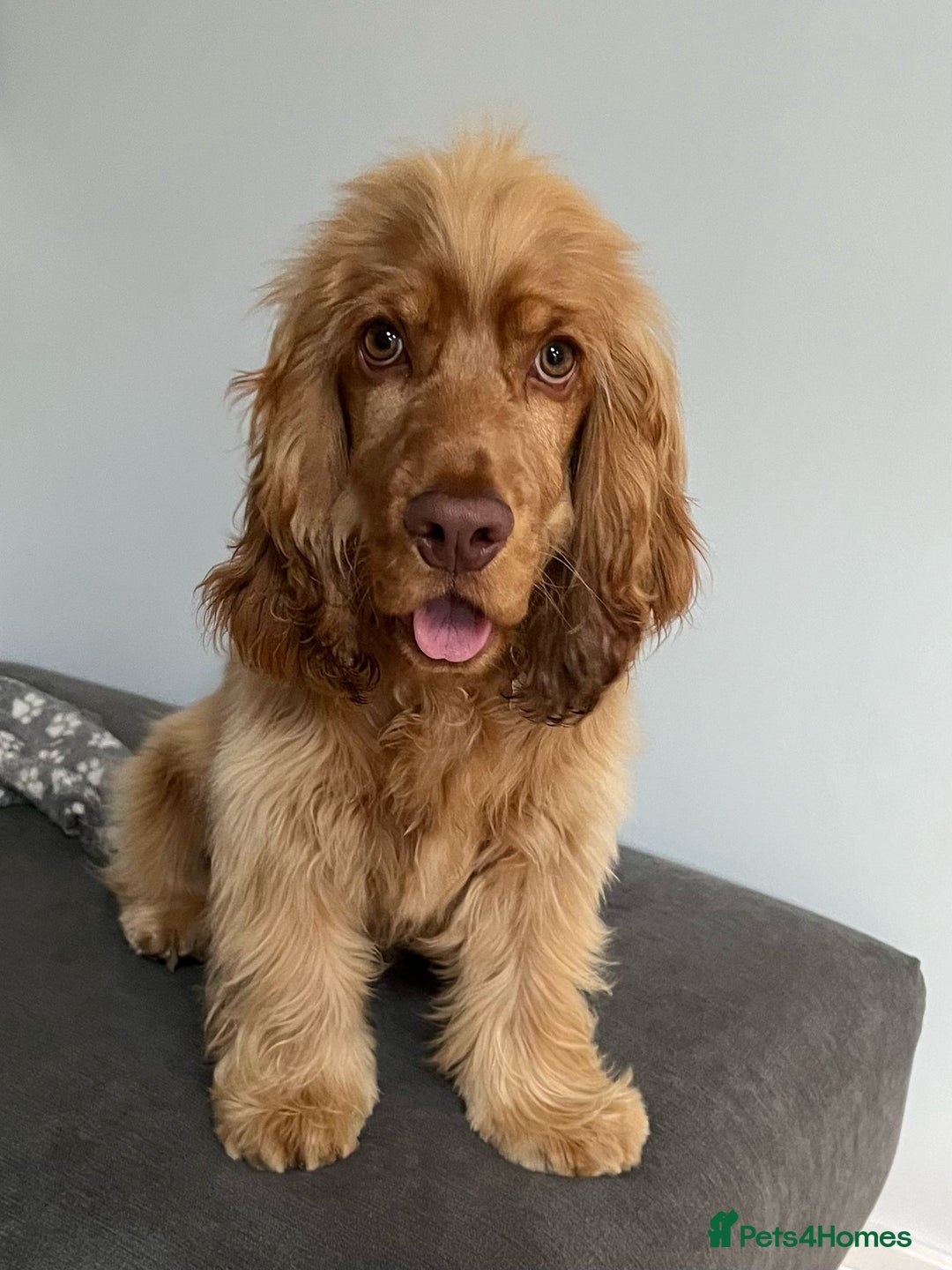 Cocker Spaniel dogs for sale: GOLDEN SHOW COCKER PUPPIES  - Image 18