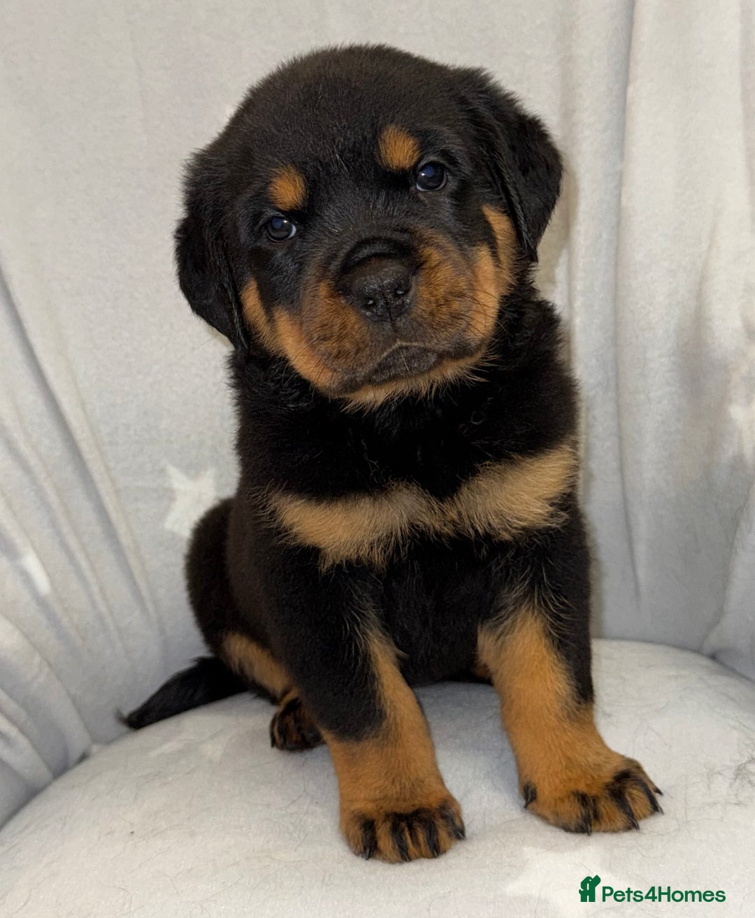 Rottweiler dogs for sale: **Stunning Rottweiler Puppies** - Image 5