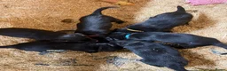 Borador dogs for sale: 6 beautiful collie cross lab puppies for sale!! - Advert 6