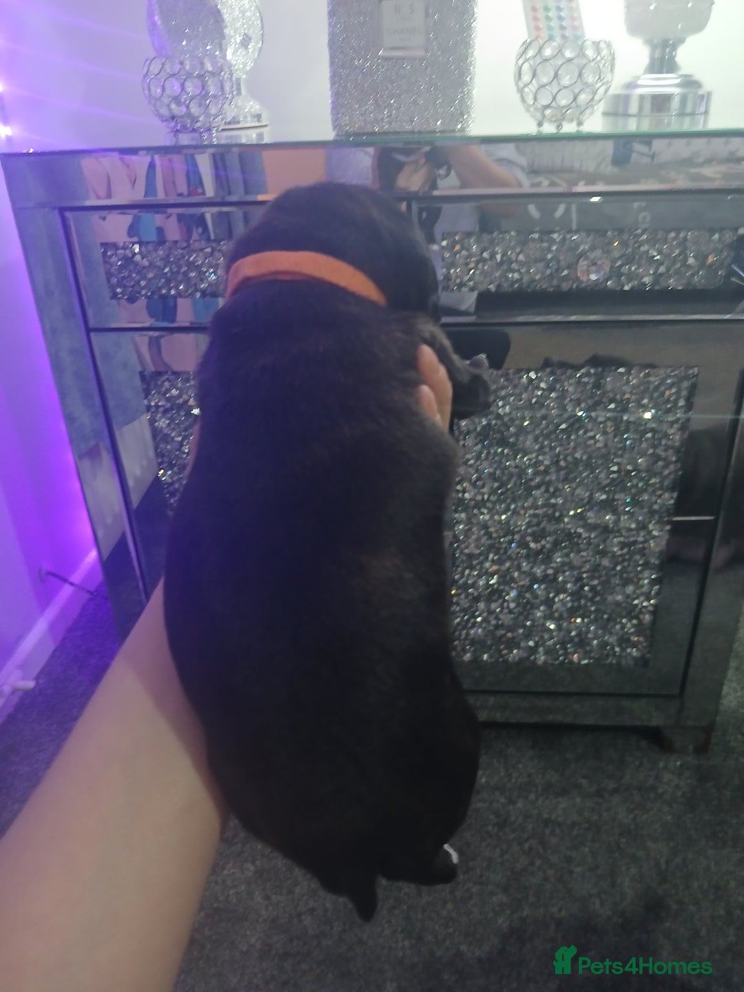 Staffordshire Bull Terrier dogs for sale: Staffordshire bull terriers puppy's  - Advert 15