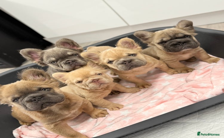 French Bulldog dogs - Advert 4