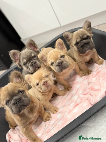 French Bulldog dogs - Advert 15