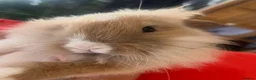 Mini Lion Lop rabbits for sale: Mini Lion Lop baby bunnies For Sale - Advert 7