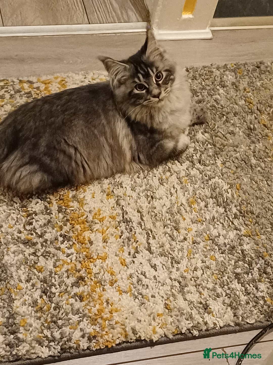 Maine Coon cats for sale: Maincoon female - Advert 4