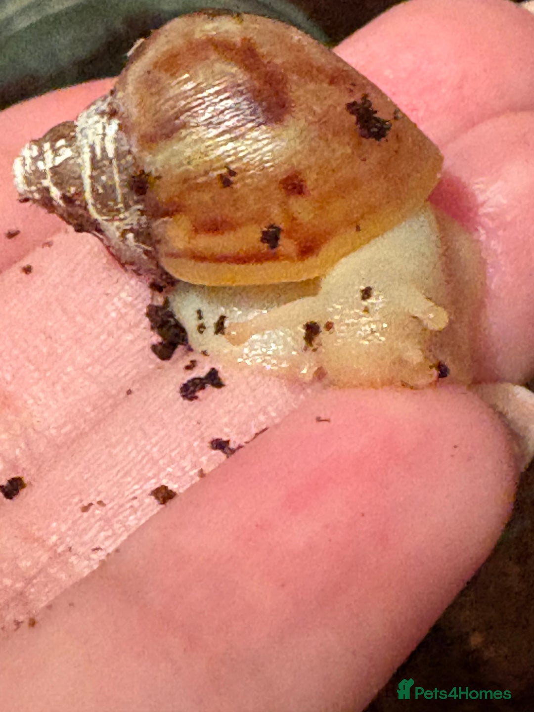 Snails invertebrates for sale: Giant African land snails  - Image 2