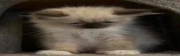 Ragdoll cats for sale: Ragdoll boy  - Advert 4
