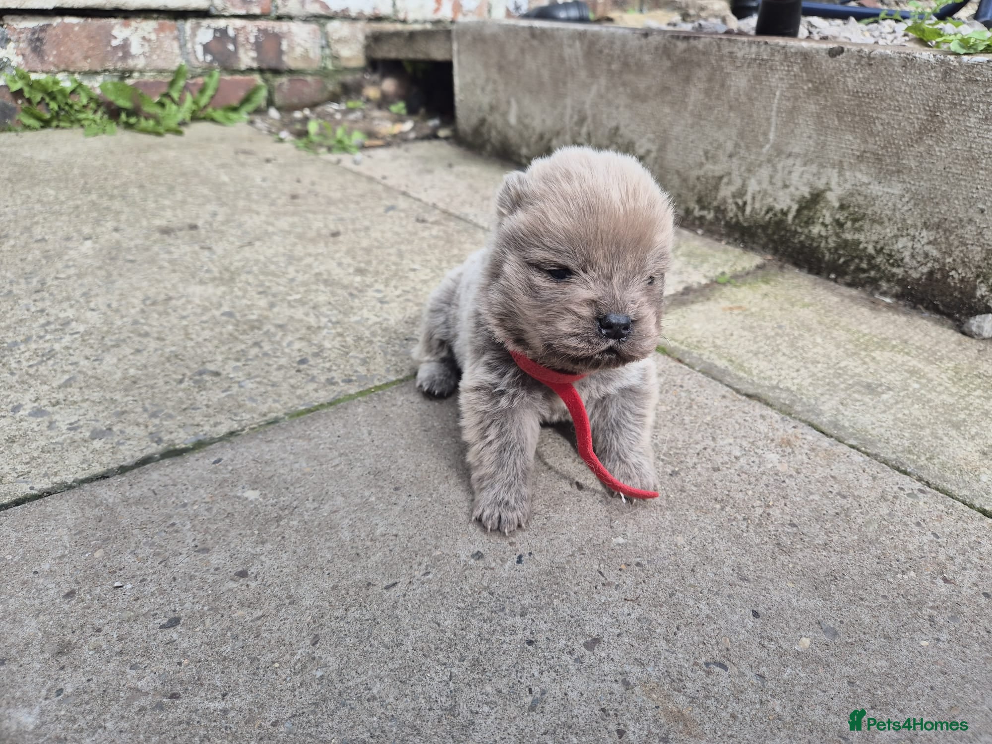 Chow Chow dogs KC REG CHOW CHOW PUPPIES - Advert 5