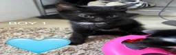 Mixed Breed cats for sale: Mixed Breed kittens for sale in Sunderland - Advert 3