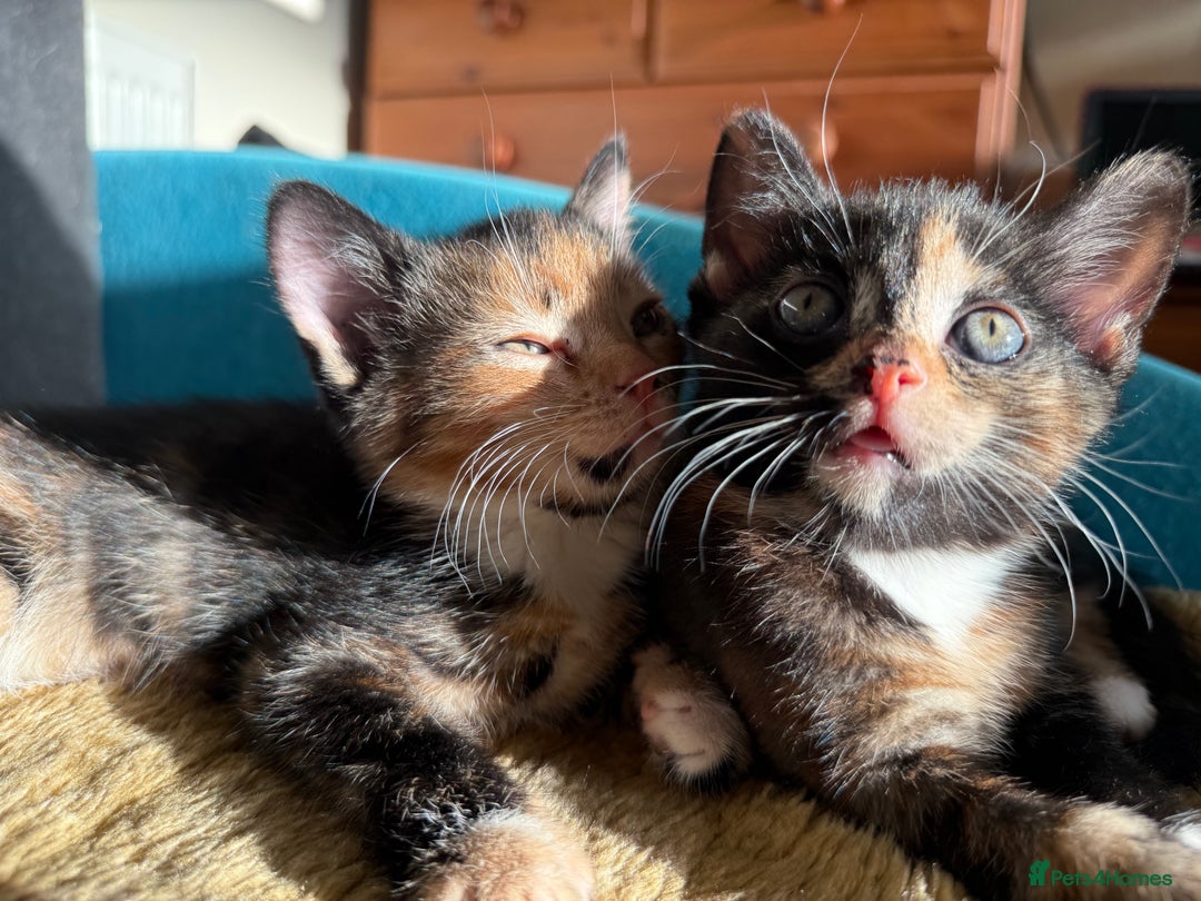Mixed Breed cats for sale: Cute baby kittens - Advert 4