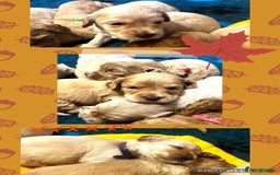 Australian Labradoodle dogs for sale: ♥️ 1 girl left ♥️ tiny tails , big hearts ♥️  - Image 24