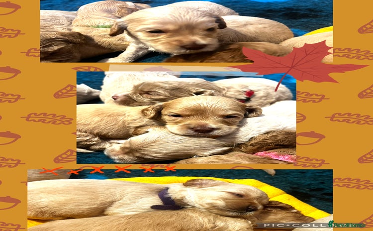 Australian Labradoodle dogs - Advert 4