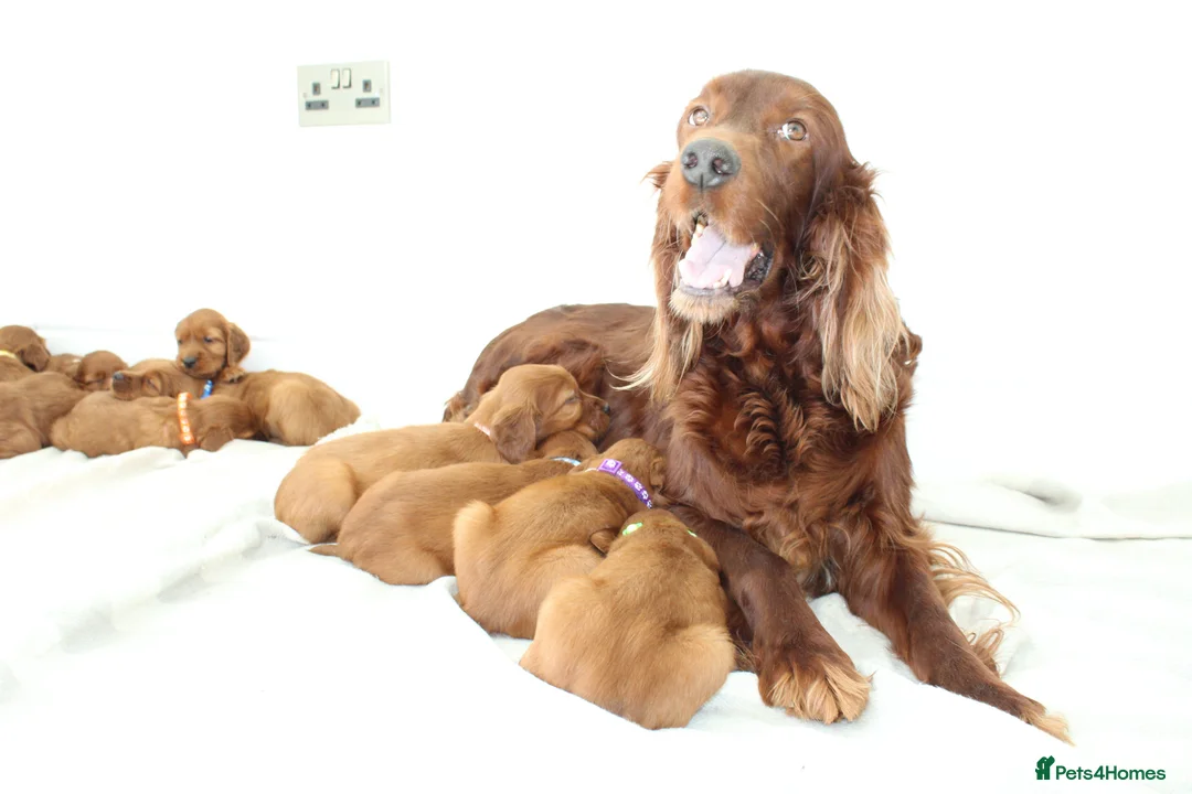 Irish Setter dogs for sale: Beautiful Irish setter puppies  - Advert 1