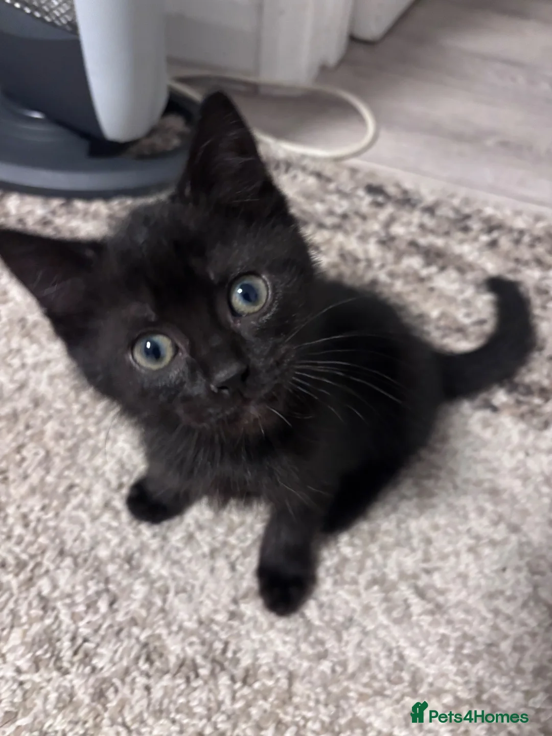 Mixed Breed cats for sale: Title: Stunning Persian x Ragdoll x Siamese Female in Sawbridgeworth - Advert 2