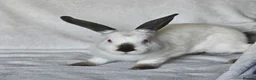 Californian rabbits for sale: Californian male  - Advert 4