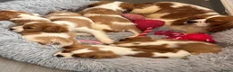 Cavalier King Charles Spaniel dogs for sale: Friendly and playful Cavalier Puppies - Advert 3