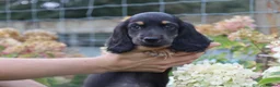 Miniature Dachshund dogs for sale: Outstanding KC Black & Tan Miniature Dachshund Boy - Advert 5