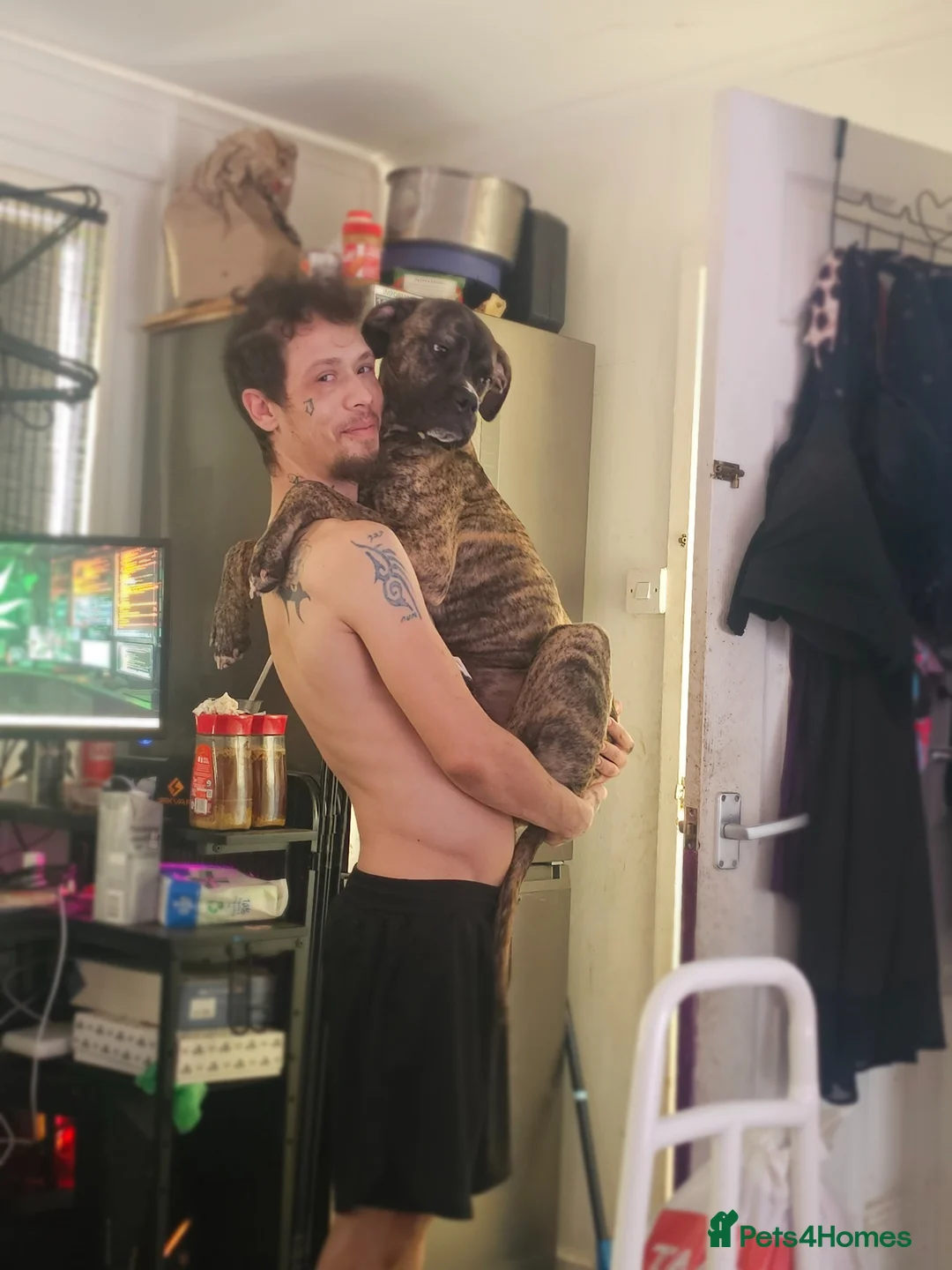 Cane Corso dogs for sale: Our Cane Corso Pheobe - Advert 11