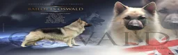 German Shepherd dogs for sale: Fully Health Tested, KC registered GSD puppies due - Advert 7