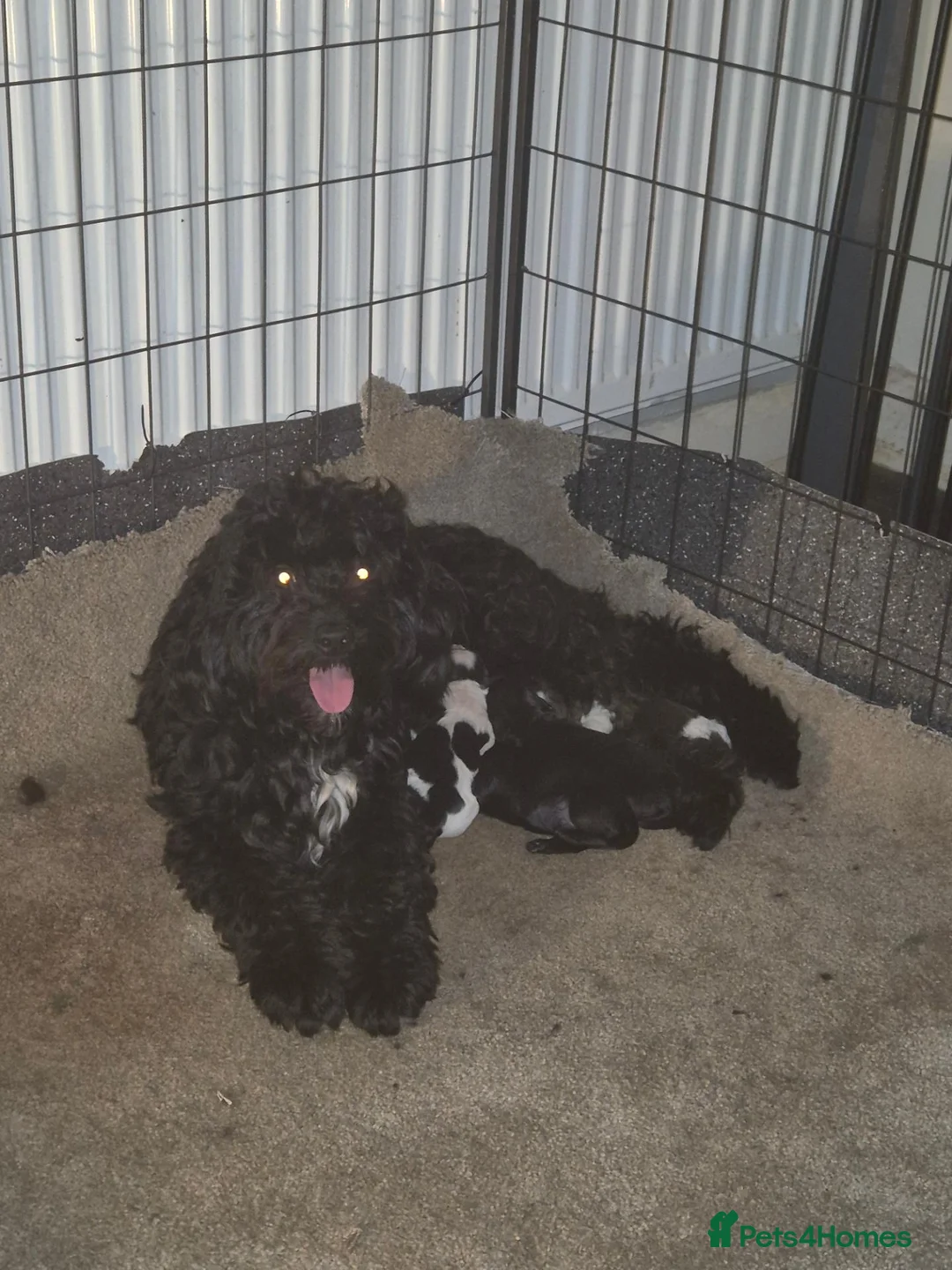 Cockapoo dogs for sale: Last chunky little boy left  - Advert 9