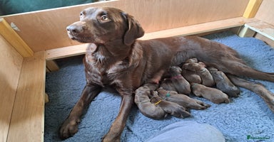 Labrador Retriever dogs - Advert 15