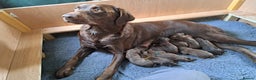 Labrador Retriever dogs for sale: KC Registered Chocolate Labrador Pups - Advert 3