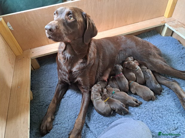 Labrador Retriever dogs - Advert 8