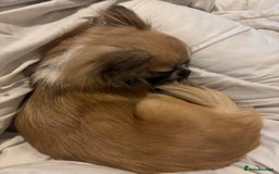 Chihuahua dogs for stud: ❤️K.C reg beautiful stud💖 - Image 3