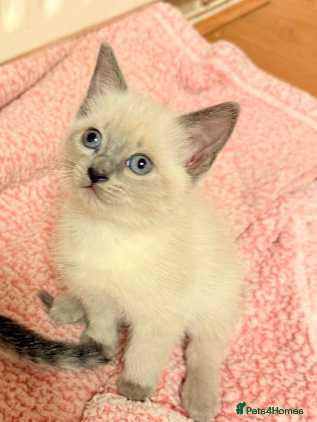 Mixed Breed cats for sale: Female kitten ready to go to her new home  - Advert 5