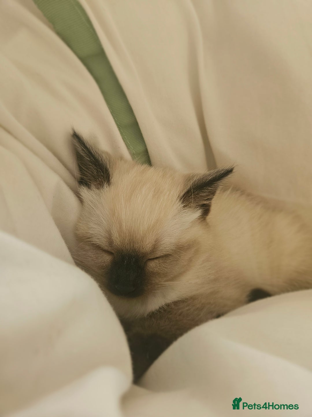 Ragdoll cats for sale: Beautiful Ragdoll X kitten ready next week - Advert 3