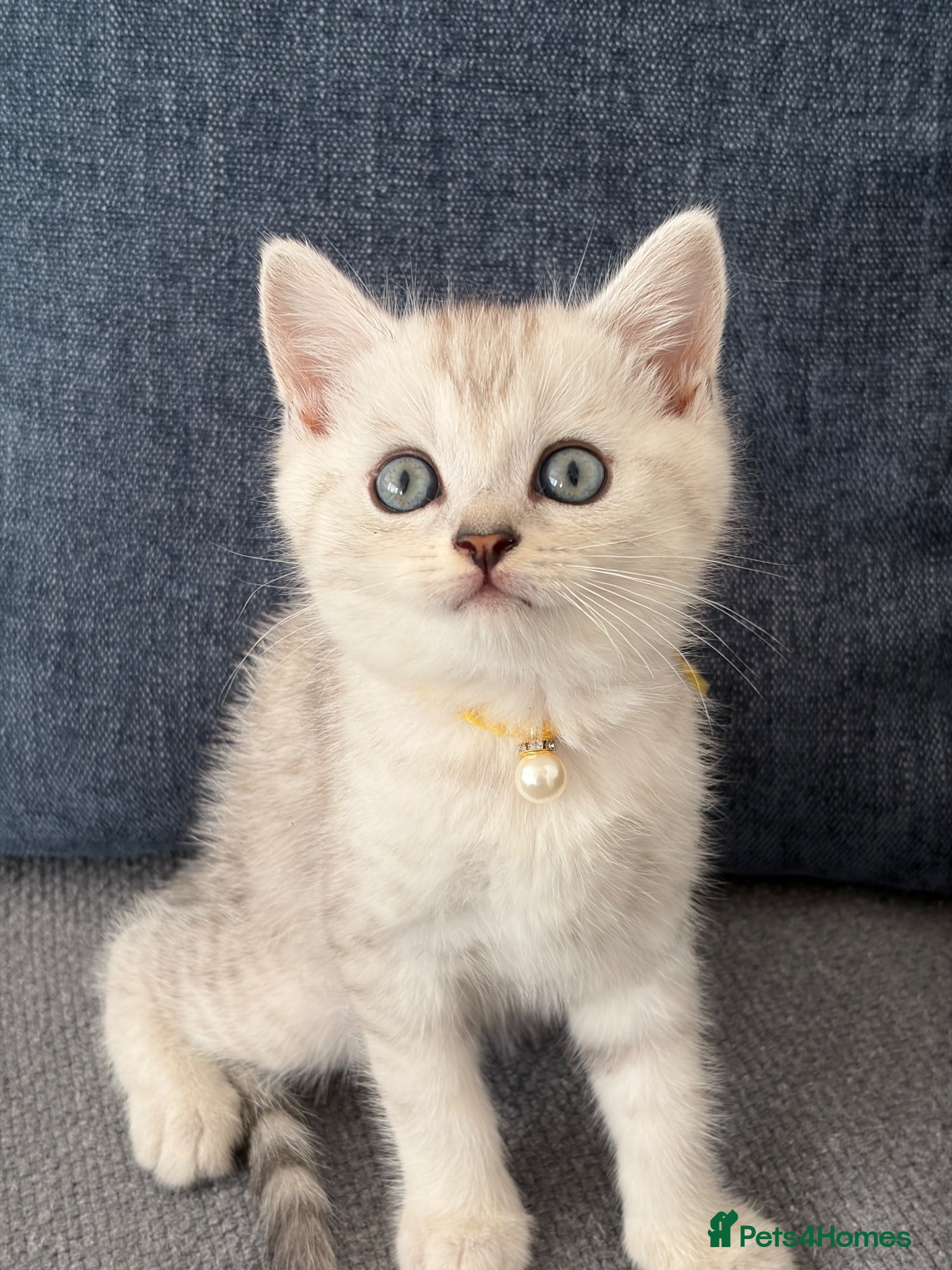 British Shorthair cats     🐾 Stunning British Shorthair Kittens  🐾  - Advert 2
