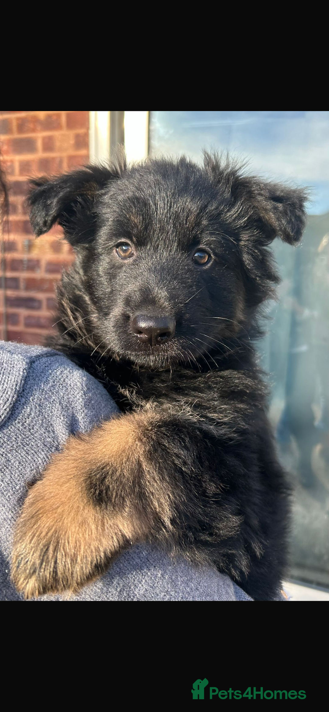German Shepherd dogs for sale: German Shepherd puppy - Advert 6