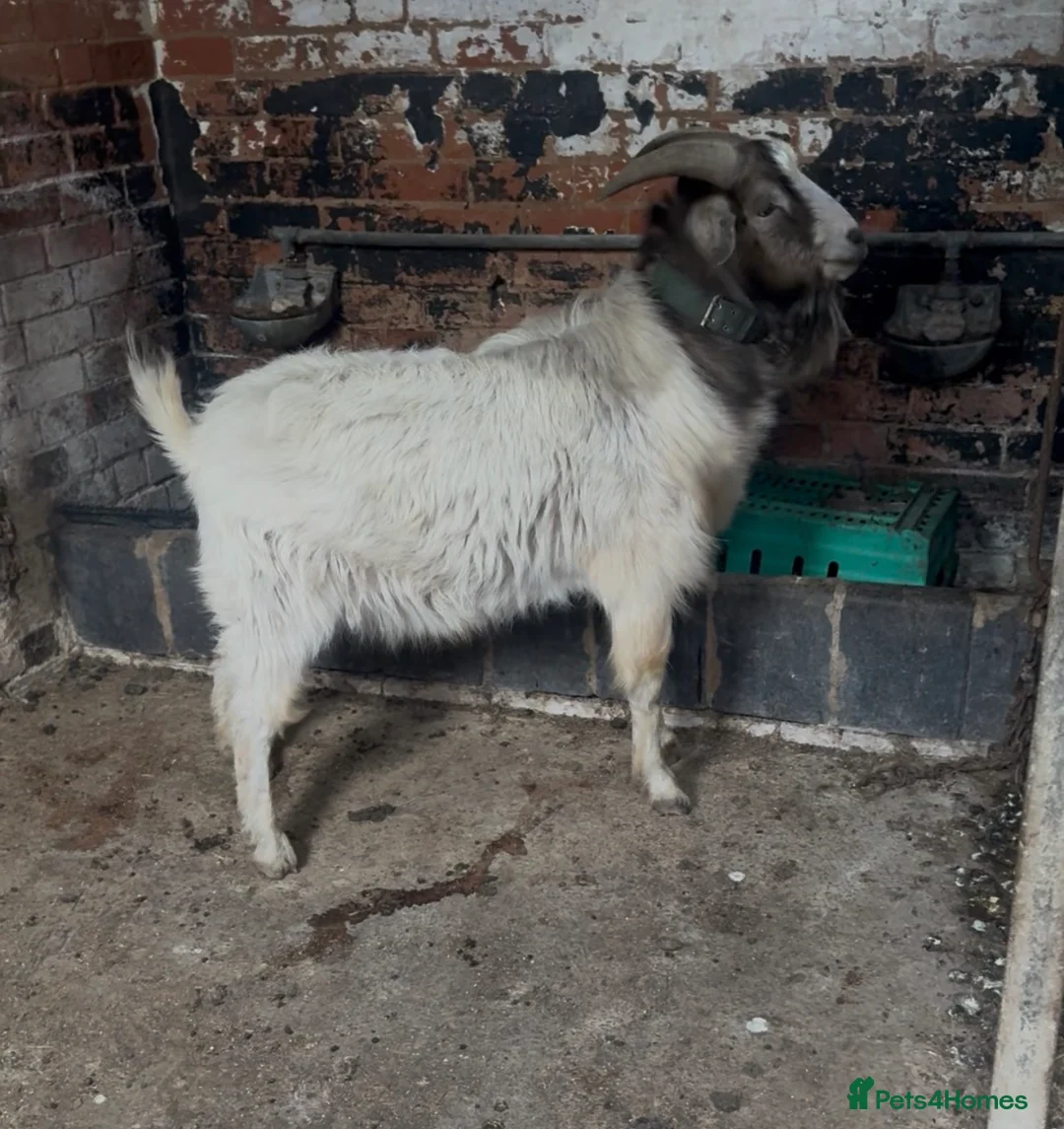 Goats livestock for sale: Big billy goat in Leicester - Advert 1