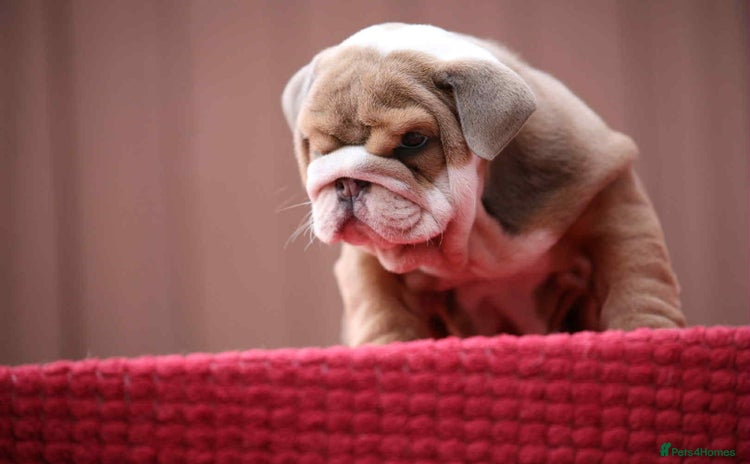 English Bulldog dogs - Advert 1