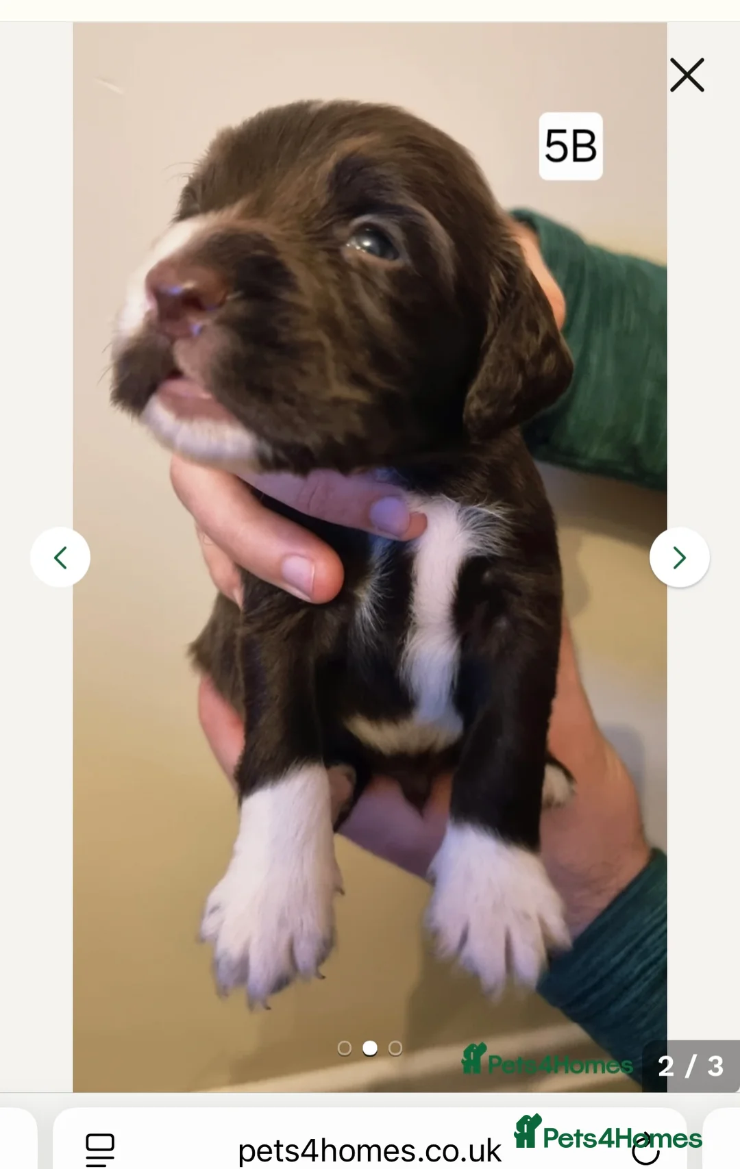 Cocker Spaniel dogs for stud: K C registered - Mr Midnight for Stud in Huddersfield - Advert 31