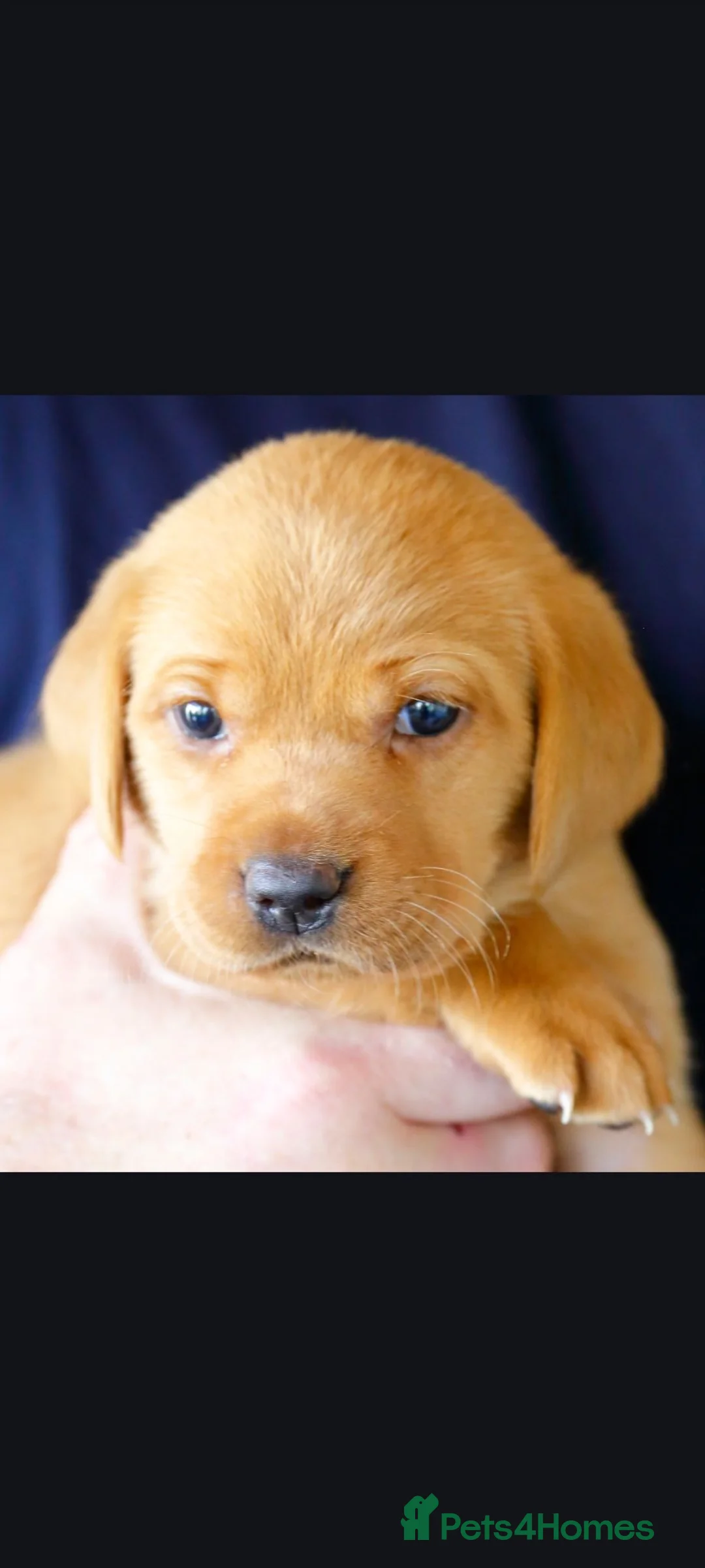 Labrador Retriever dogs for sale: Stunning chunky fox red & black labrador pups - Advert 1