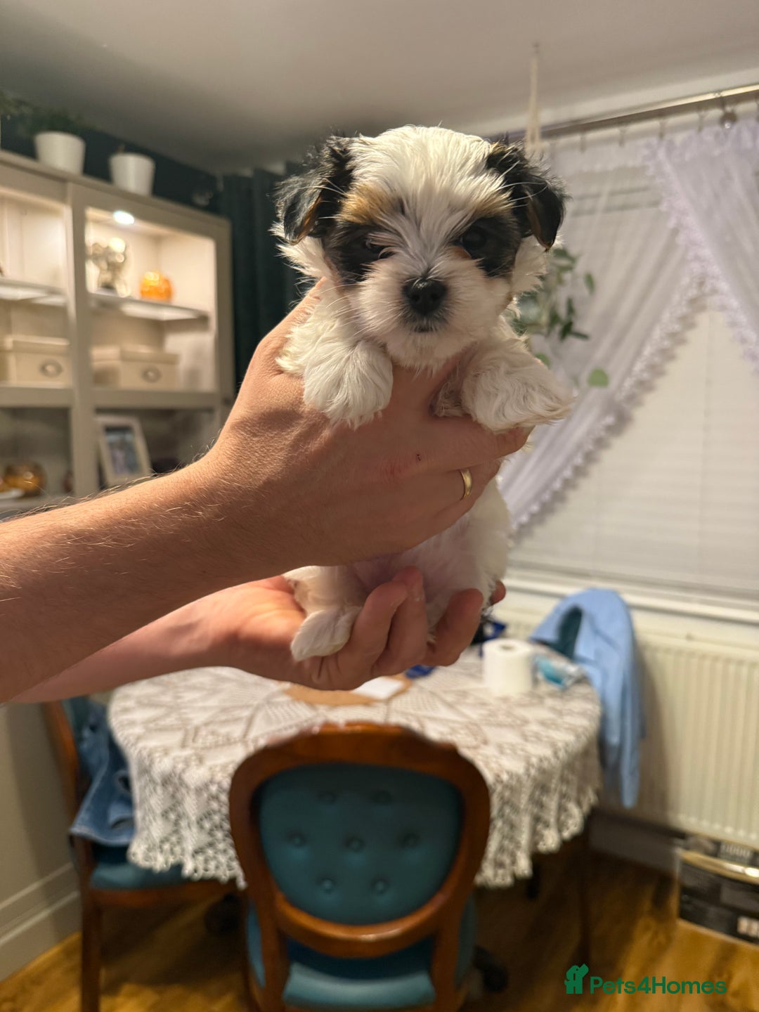 Biewer Terrier dogs for sale: 1 Beautiful Boy Available!!! - Advert 25