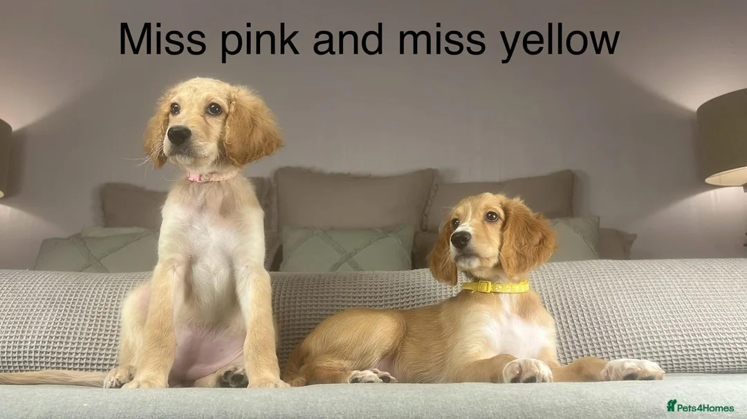 Irish Doodle dogs for sale: The perfect Doodle - Advert 9