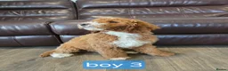 Labradoodle dogs for sale: Adorable F1B Miniature Labradoodle Pups 🐾🩷 - Advert 25