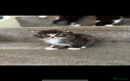 Maine Coon cats for sale: 1 female, 1 male ready for their forever home - Image 2