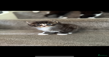 Maine Coon cats - Advert 11