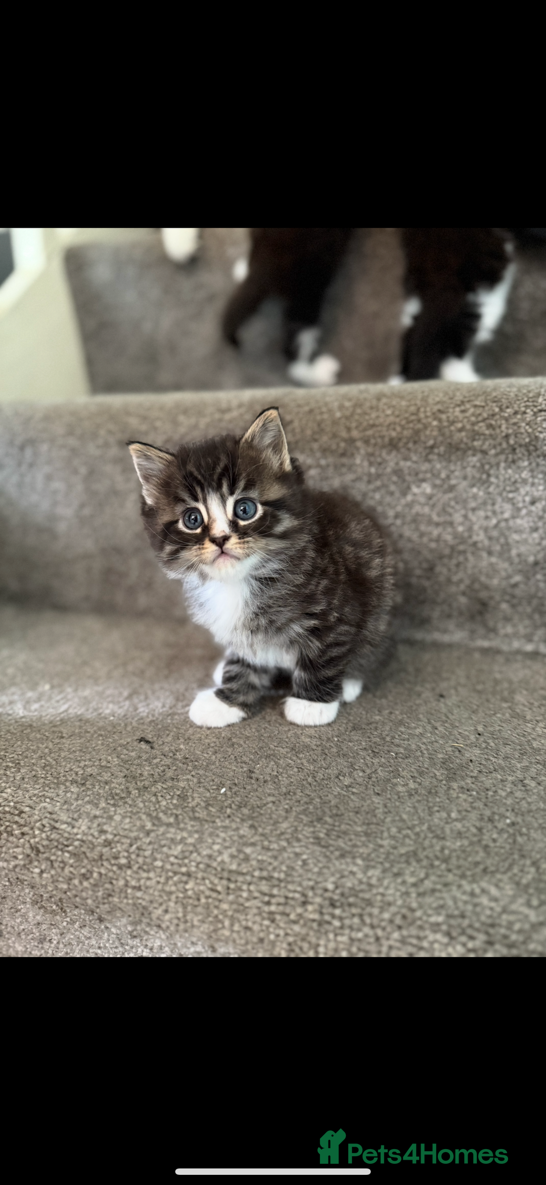 Maine Coon cats for sale: 1 female, 1 male ready for their forever home - Image 2
