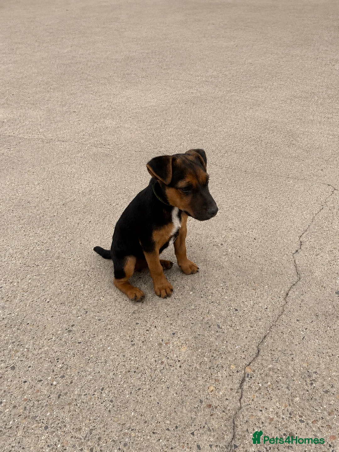 Lakeland Terrier dogs for sale: Beautiful Lakeland terrier boy in Crowborough - Advert 3