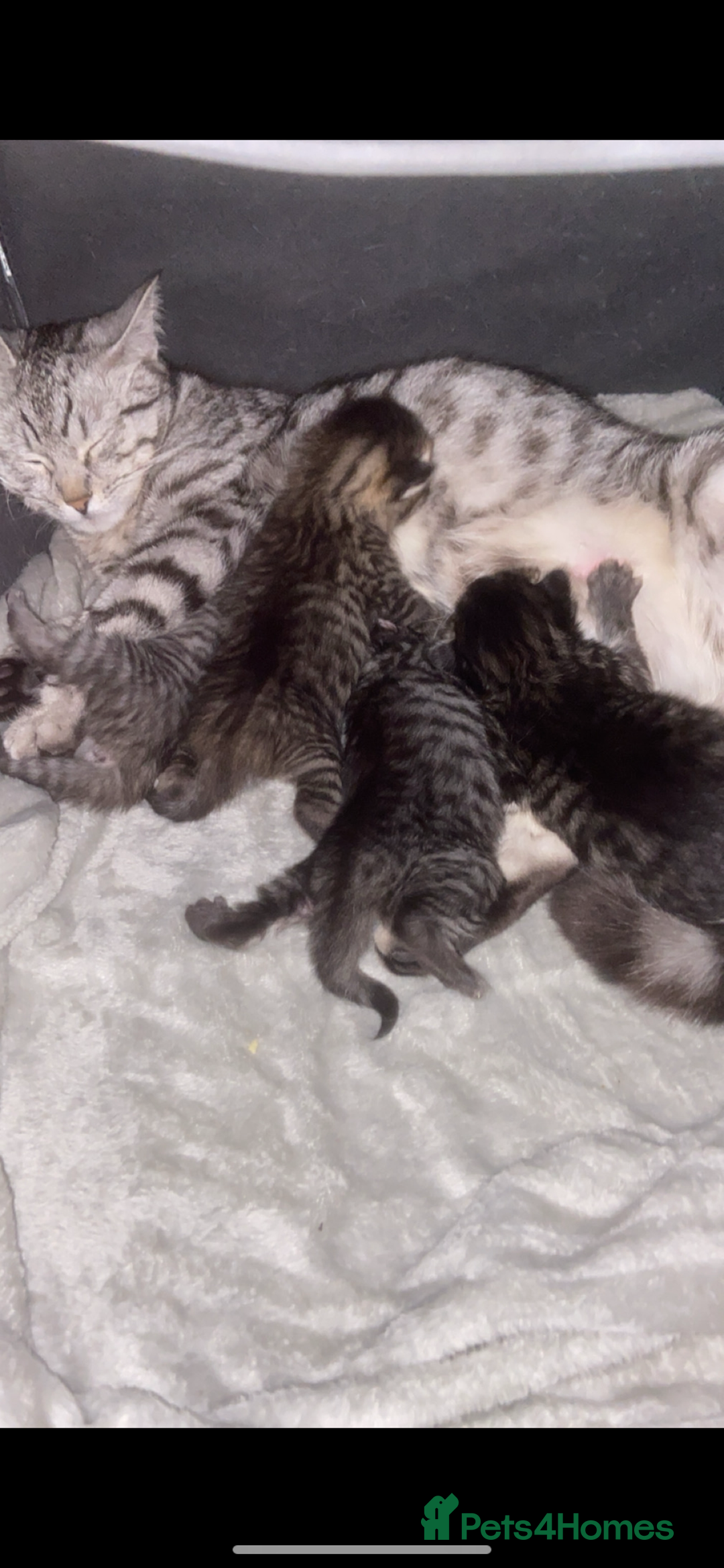 Mixed Breed cats for sale: 5 x Beautiful Bengal Mixed Kittens for Sale  - Image 14