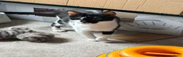 Mixed Breed cats for sale: Three beautiful kittens looking for a new home  in Birmingham - Advert 5