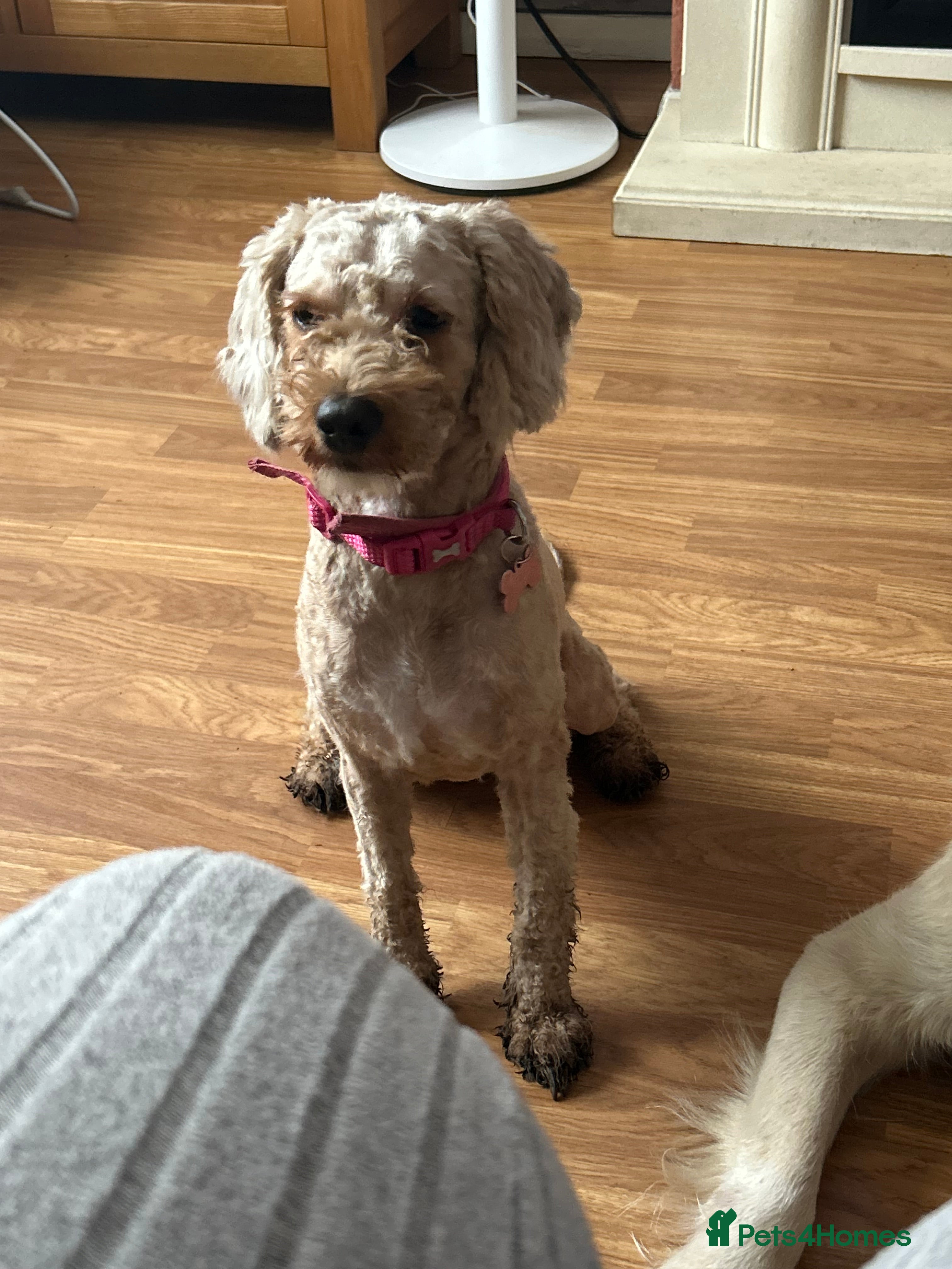 Cavapoo dogs Gorgeous, Cavapoo Girl for sale  - Advert 9