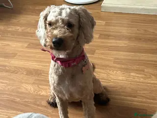 Cavapoo dogs Gorgeous, Cavapoo Girl for sale - Advert 9