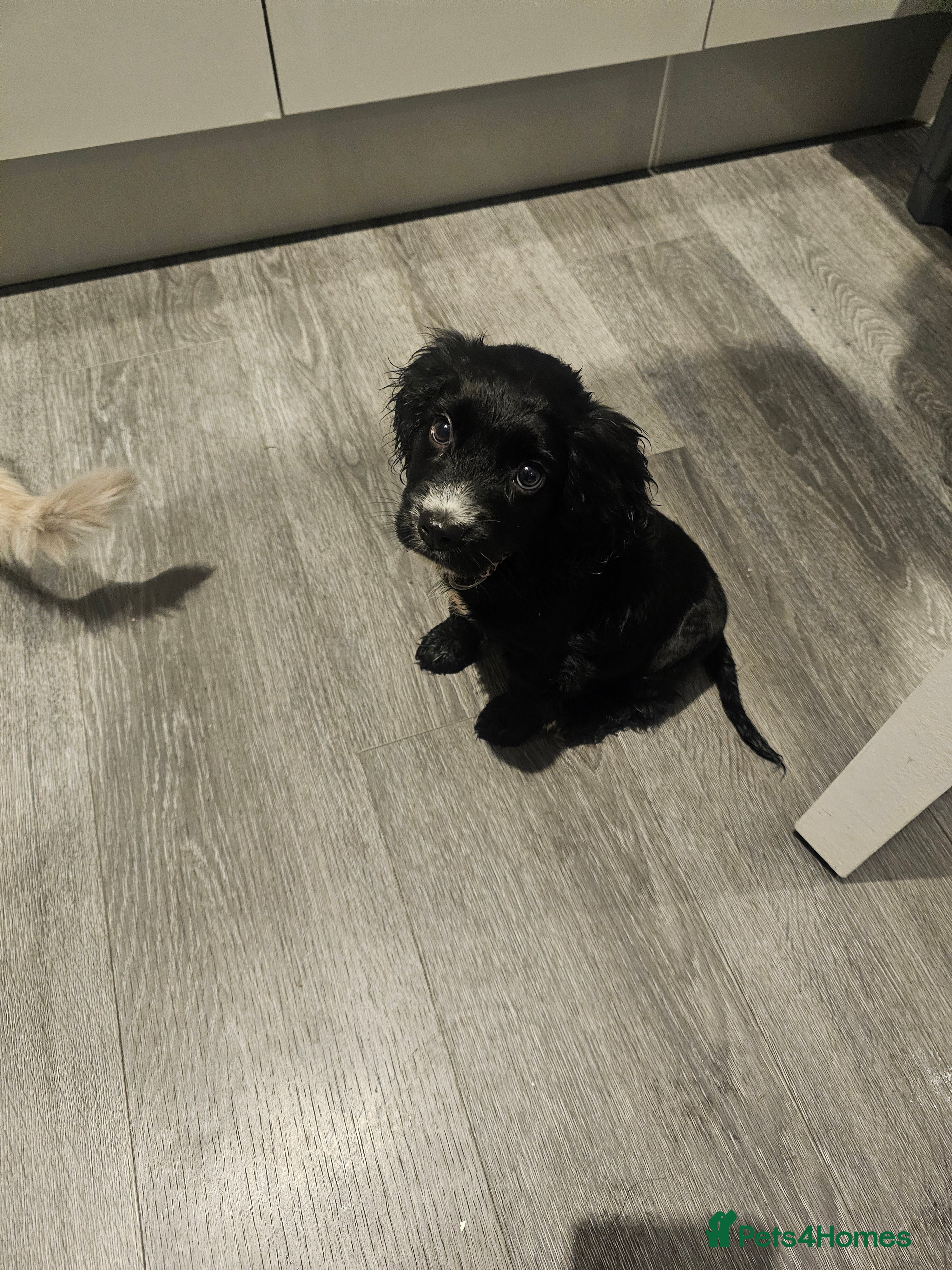 Cocker Spaniel dogs 9 Week Cocker Spaniel Girl for SALE - Advert 1