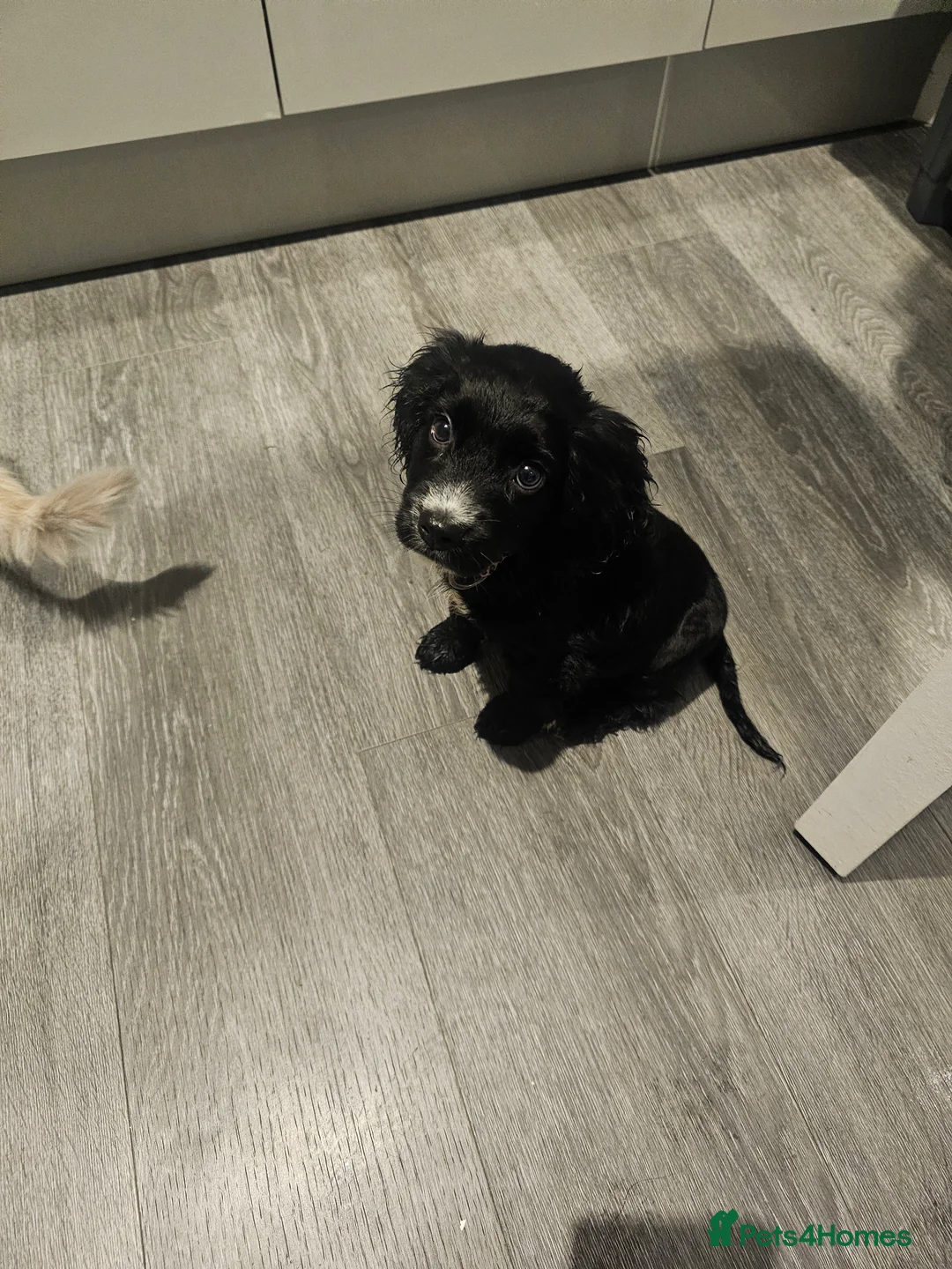 Cocker Spaniel dogs for sale: 9 Week Cocker Spaniel Girl for SALE - Advert 2